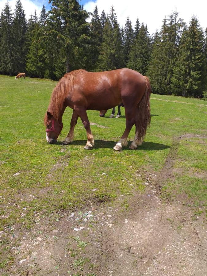 Pensiunea Floare De Colt Beliş Екстериор снимка